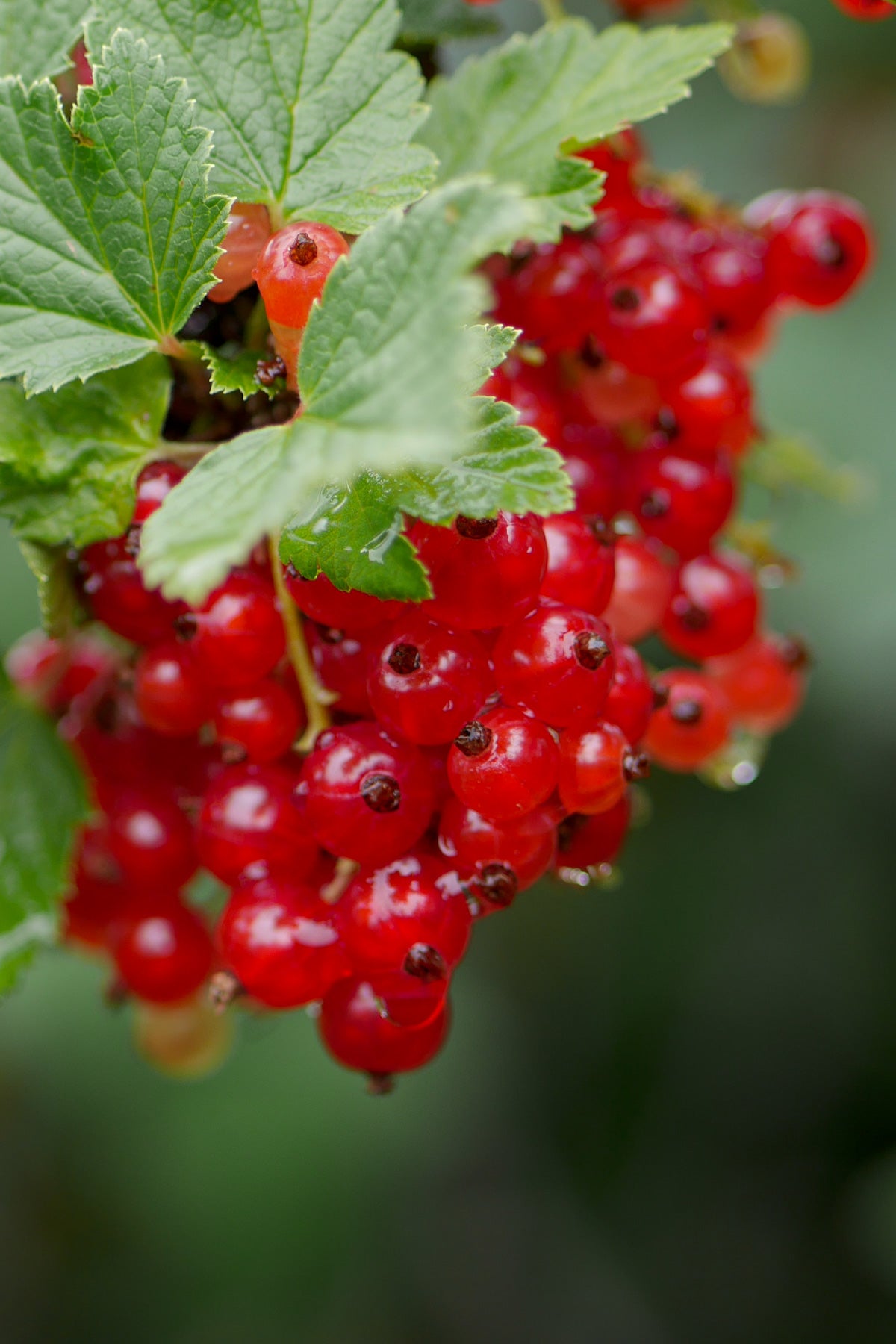 Comprar Grosella Roja O Ribes Rubrum Online April Plants Aprilplants