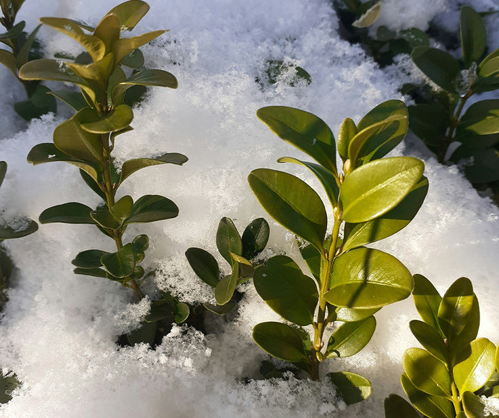 Cómo cuidar tus plantas en invierno ❄️