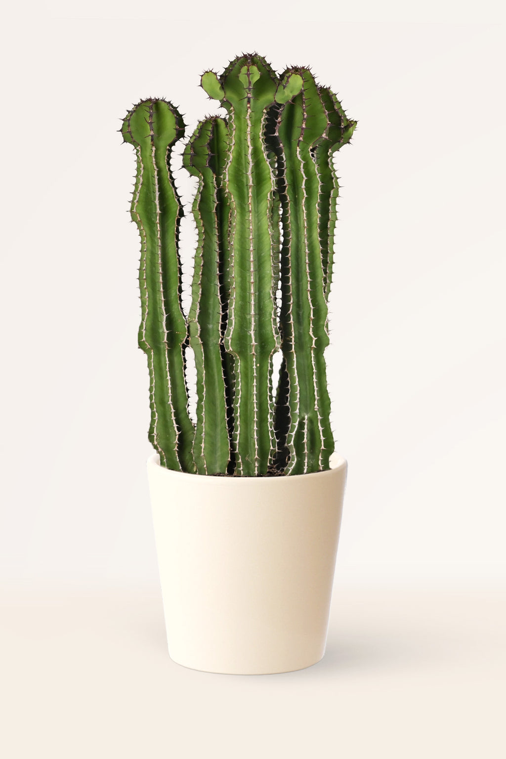 Comprar Cactus & Suculentas online