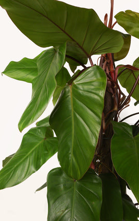 Philodendron Red Esmeralda