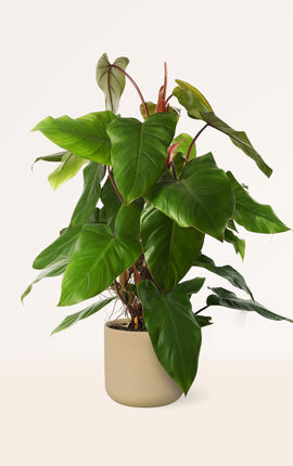 Philodendron Red Esmeralda