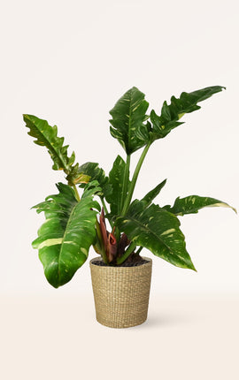 Philodendron Ring of Fire