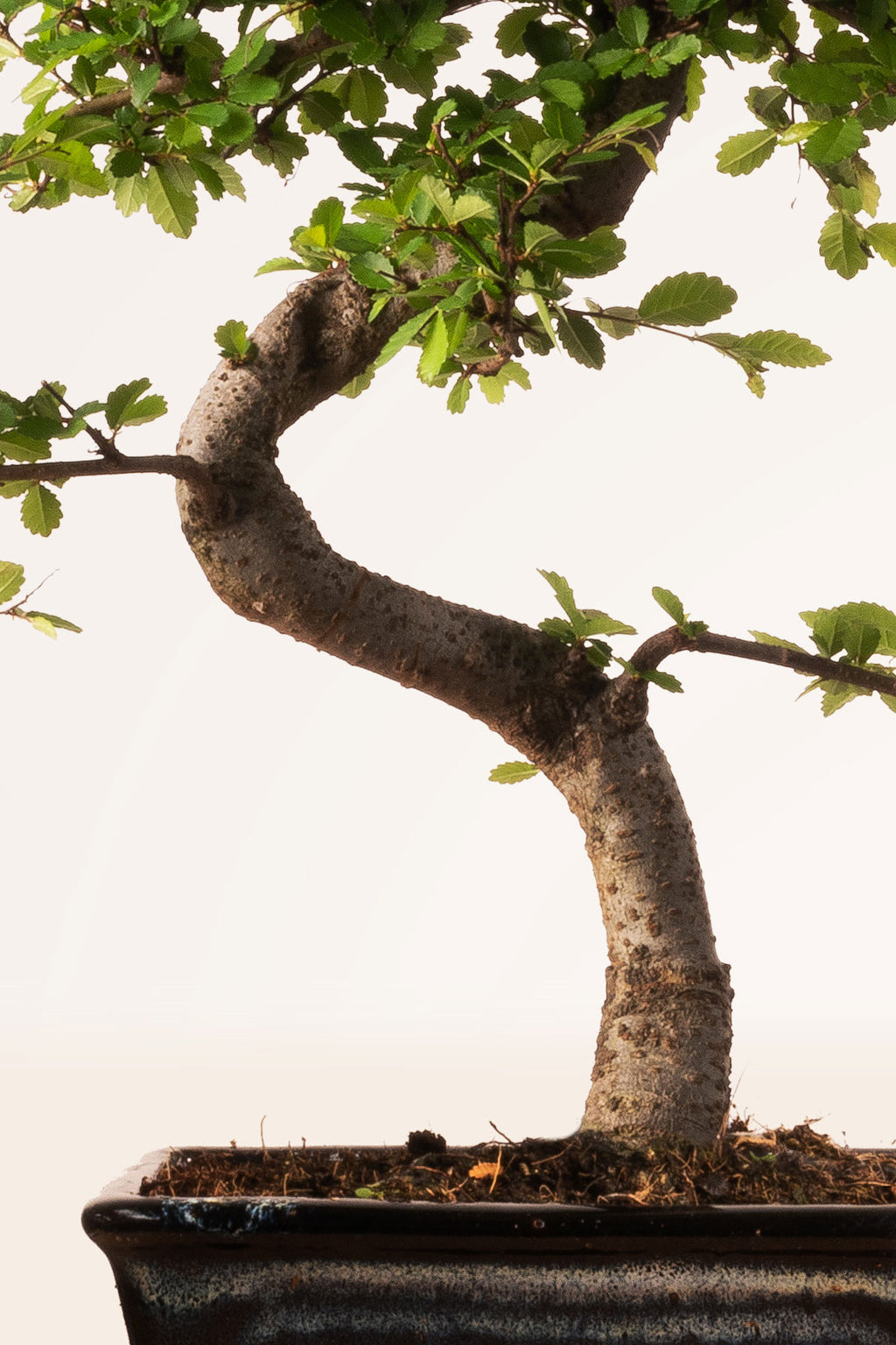 Bonsai árbol de alambre -  España